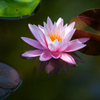 ピンクの睡蓮