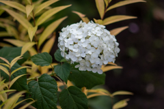 秋の白い紫陽花