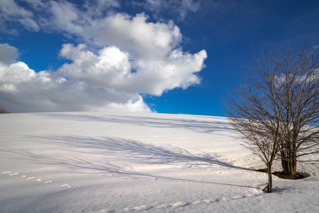 青空と雪雲と樹影