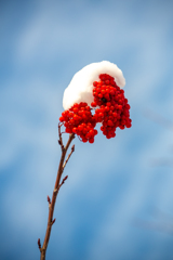 雪の帽子のナナカマド