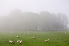 朝霧の羊さん