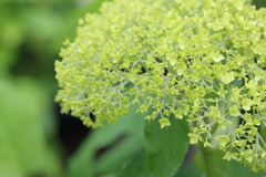 愛を感じた紫陽花