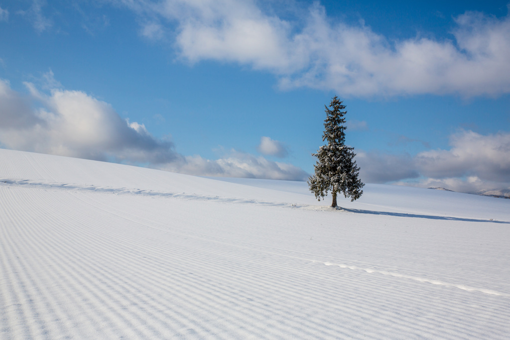 少し早いwhite christmas