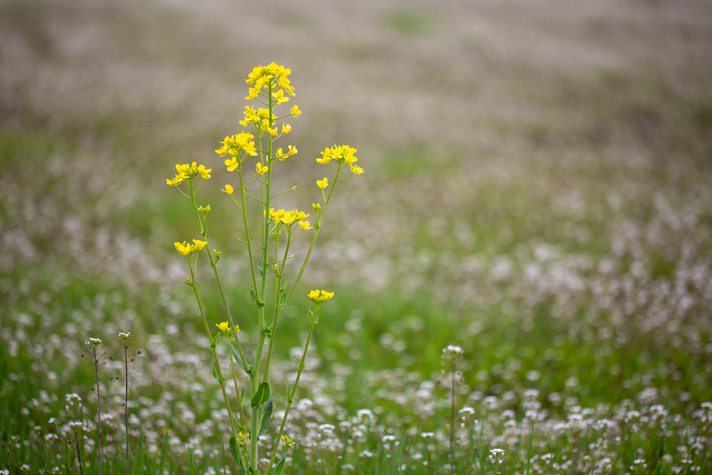 蕎麦畑の菜の花