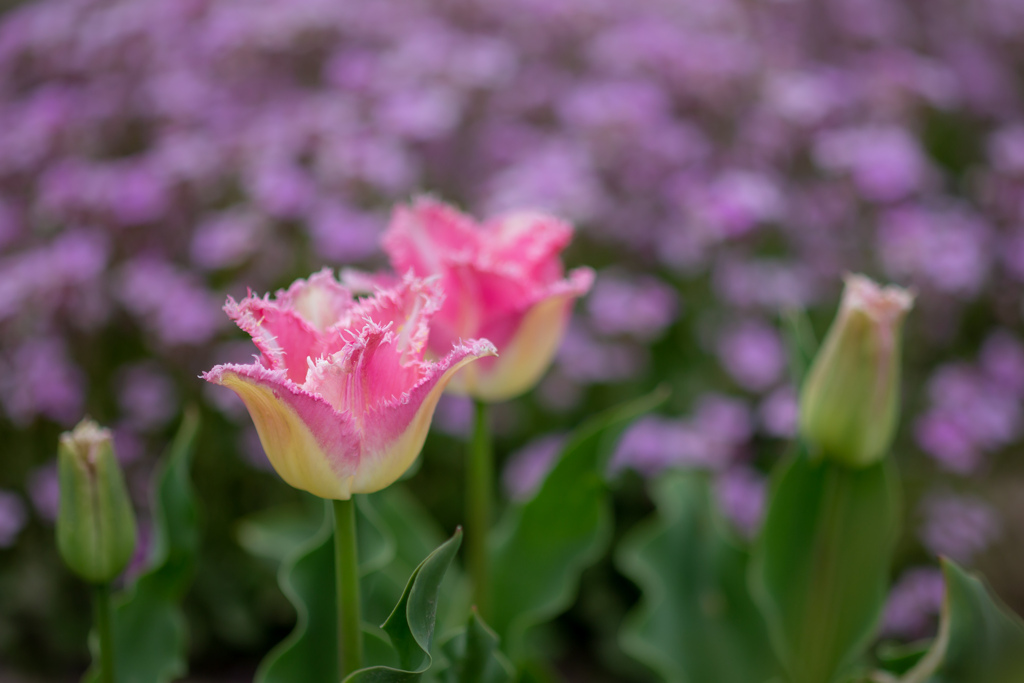 チューリップと芝桜