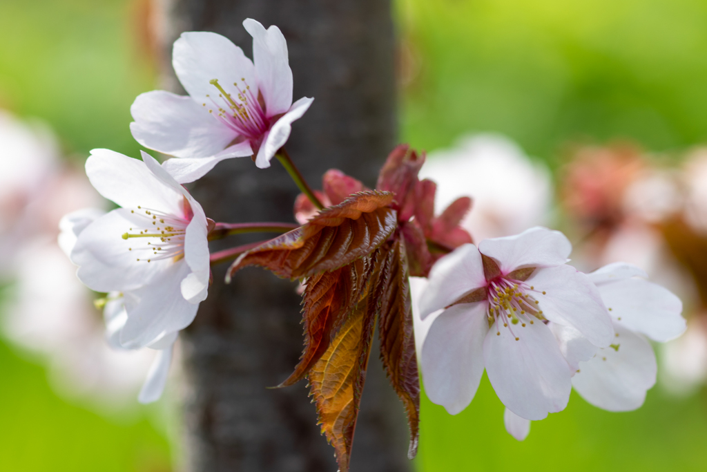 桜と芝生