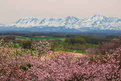 霞む十勝岳連邦と満開の山桜