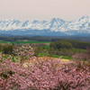霞む十勝岳連邦と満開の山桜