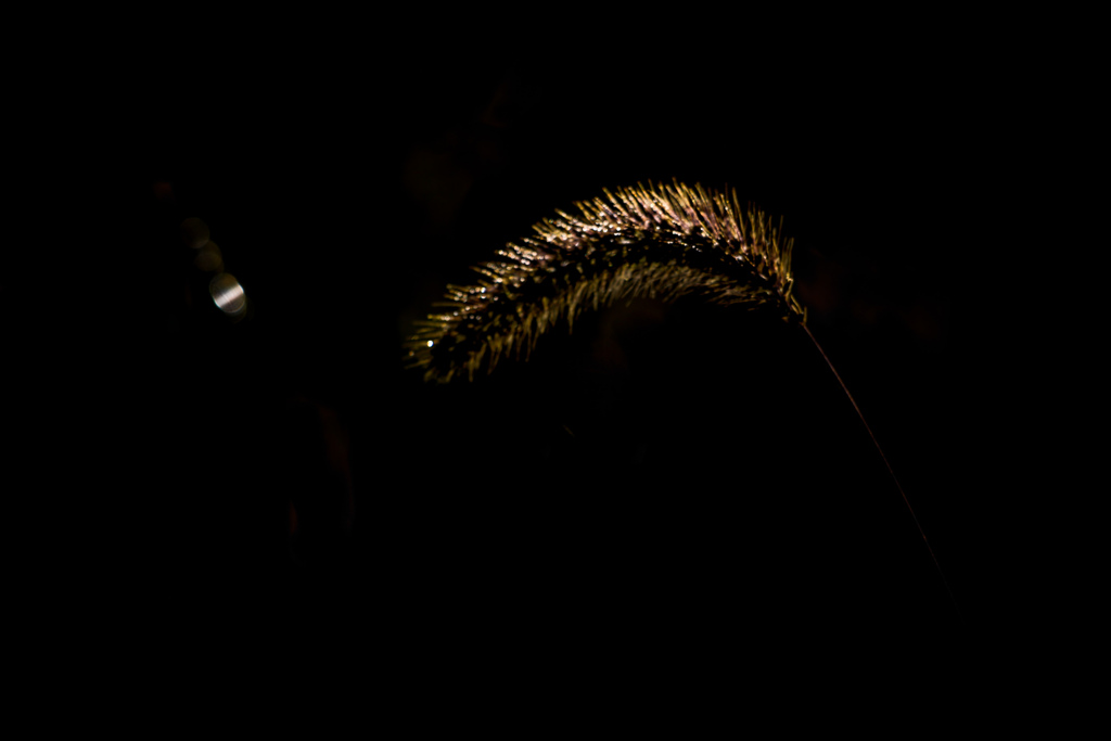 草