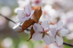 エゾヤマ桜