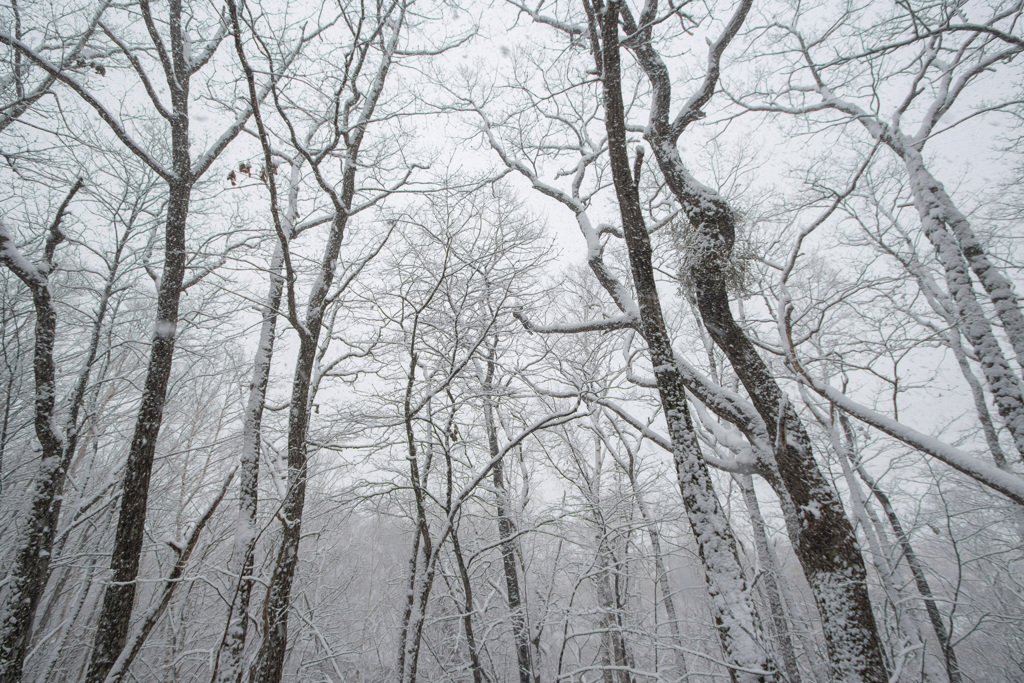 着雪