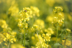 キガラシの花