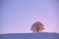 朝日を浴びる樹氷桜