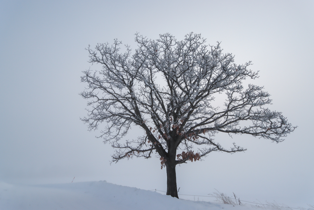 朝霧のセブンスター　柏の樹氷