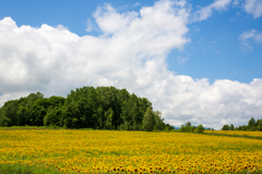 夏の雲と向日葵畑