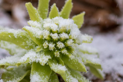 名残雪