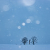 雪が降る
