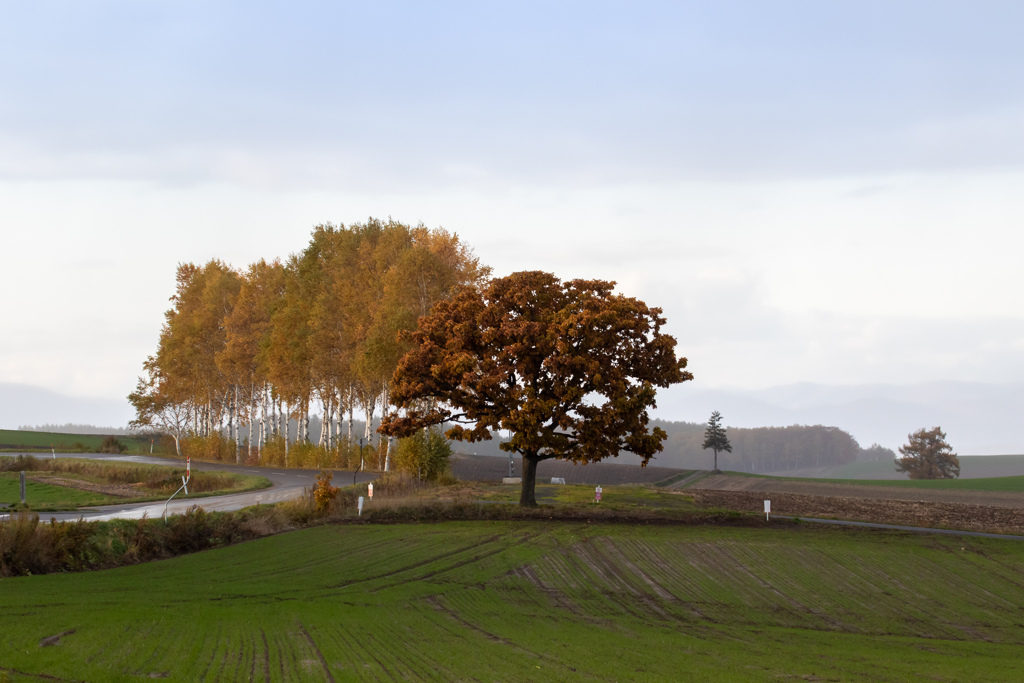土砂降りのセブンスター