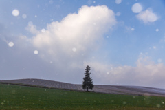 雪と青空と麦畑