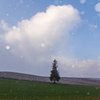 雪と青空と麦畑