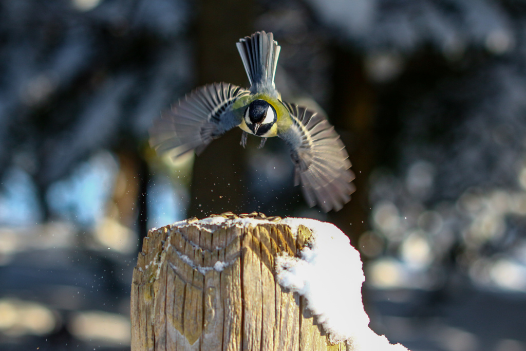 初めての鳥撮り