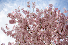 遅咲き八重桜