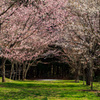 桜トンネル