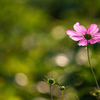 寂しがりやの秋桜
