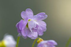 はーとの花びらかな？