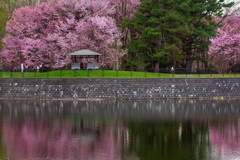 天気の悪い美瑛エゾヤマ桜満開