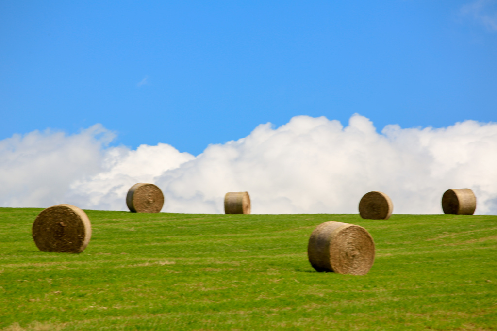 美瑛キナリノ掲載　1