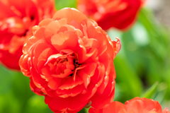 この花はなんでしょう？