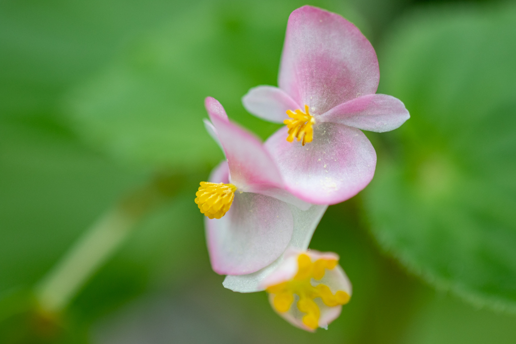 お花