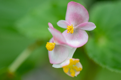 お花