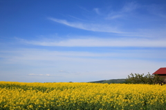 菜の花畑と青空と
