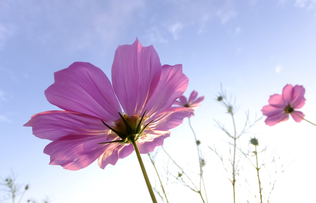 朝の秋桜