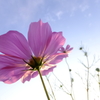 朝の秋桜