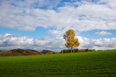 秋の麦畑