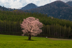 富良野一本桜