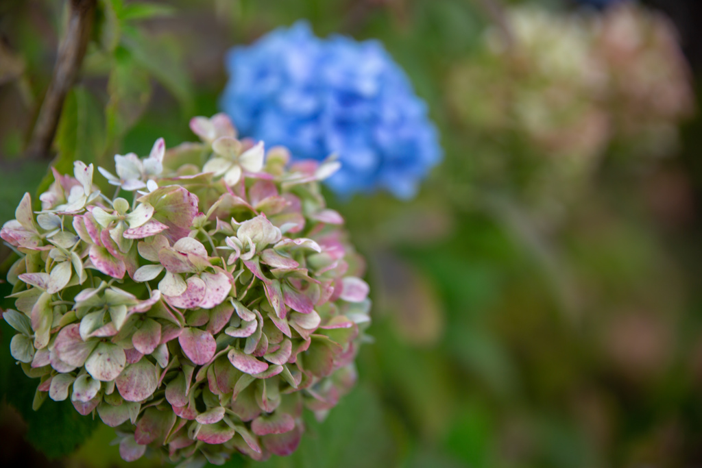 枯れてまだ元気な紫陽花