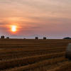 麦稈ロールのある風景