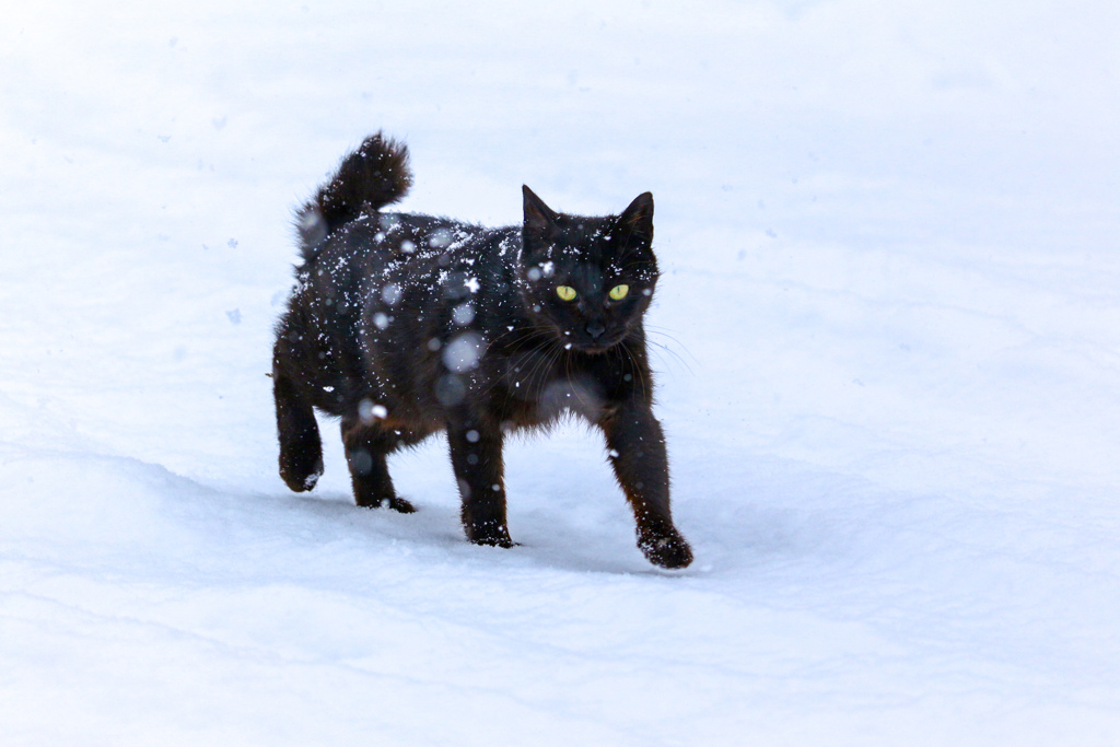 猫の気持ちが分からない