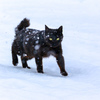 猫の気持ちが分からない