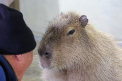 カピバラと話せるオジサン