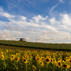 丘の向日葵