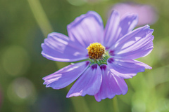 偶数の花びら