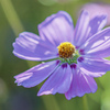 偶数の花びら
