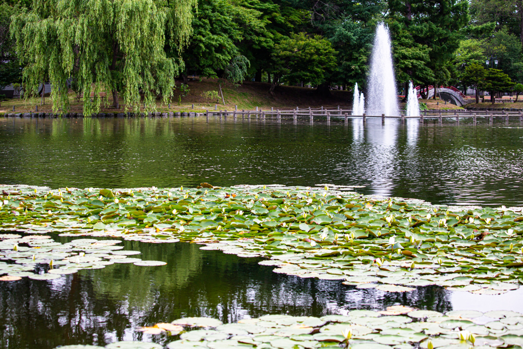 思い出の公園
