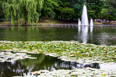思い出の公園