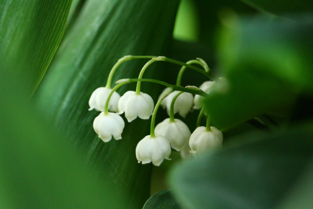 庭のドイツすずらん